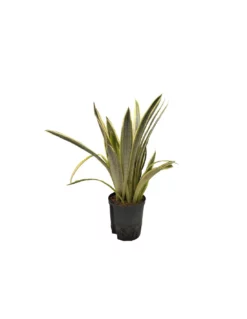 SANSEVIERIA TRIFASCIATA 'LAUREN' TUFT, Diametro Vaso 18/19 Cm