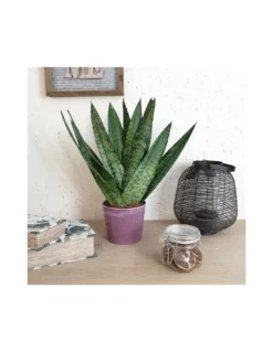 SANSEVIERIA ZEYLANICA DIAMETRO VASO 14 CM.
