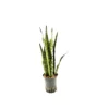 SANSEVIERIA ZEYLANICA TUFT, Diametro Vaso 18/19 Cm