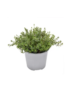 SANTOREGGIA Diametro Vaso 14 Cm