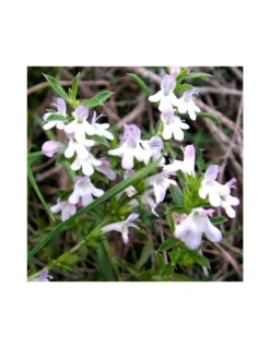 SANTOREGGIA Diametro Vaso 9 Cm