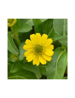 SANVITALIA Diametro Vaso 14 Cm -Vendite Forniture Da Giardino sanvitalia v 14 1