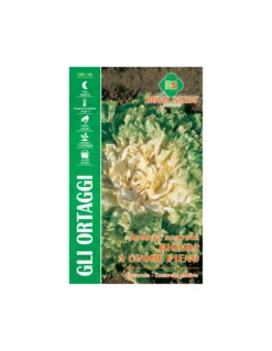 SCAROLA BIONDA A CUORE PIENO MAXI