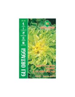 SCAROLA VERDE A CUORE PIENOMAXI