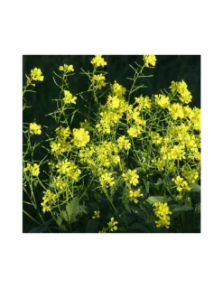 SENAPE Diametro Vaso 14 Cm