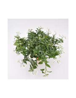 SOLANUM JASMINOIDES 'Gelsomino Di Notte' Diametro Vaso 14 Cm 5 SOLANUM JASMINOIDES 'Gelsomino Di Notte' Diametro Vaso 14 Cm -Vendite Forniture Da Giardino solanum jasminoides v 14 2