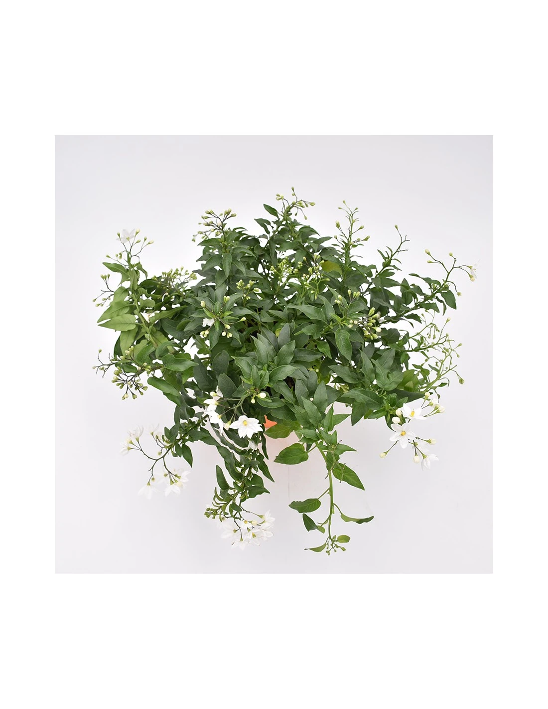 SOLANUM JASMINOIDES 'Gelsomino Di Notte' Diametro Vaso 14 Cm 3 SOLANUM JASMINOIDES 'Gelsomino Di Notte' Diametro Vaso 14 Cm - immagine 3
