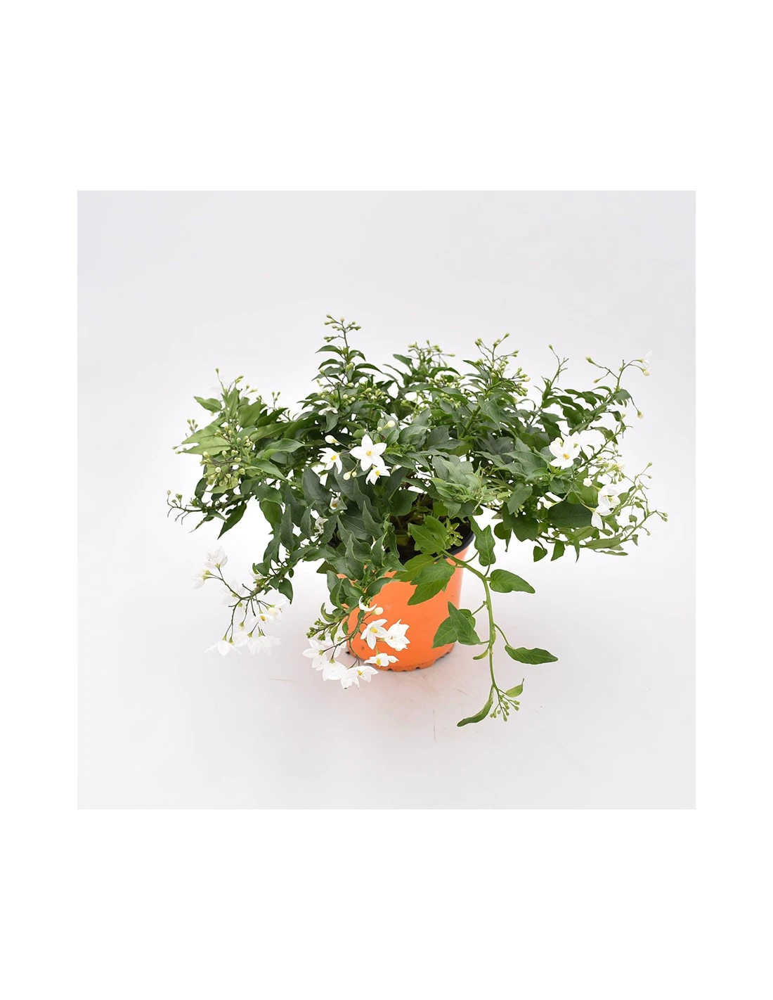 SOLANUM JASMINOIDES 'Gelsomino Di Notte' Diametro Vaso 14 Cm 1 SOLANUM JASMINOIDES 'Gelsomino Di Notte' Diametro Vaso 14 Cm
