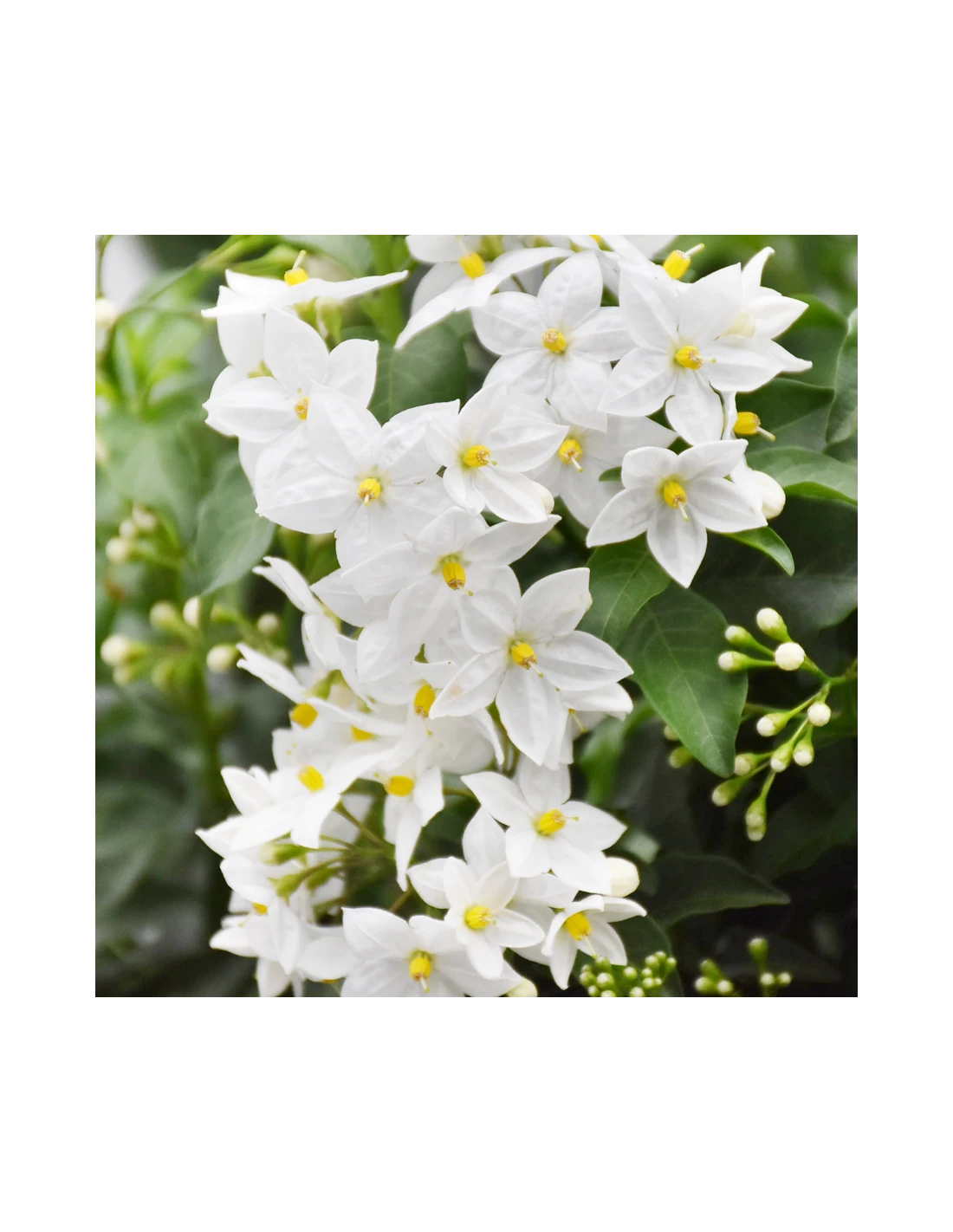 BALCONETTA SOLANUM JASMINOIDES 'Gelsomino Di Notte' 40 Cm 2 BALCONETTA SOLANUM JASMINOIDES 'Gelsomino Di Notte' 40 Cm - immagine 2