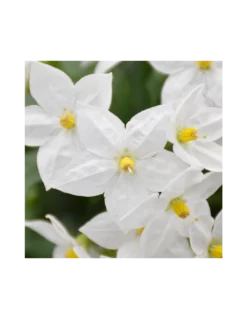 BALCONETTA SOLANUM JASMINOIDES 'Gelsomino Di Notte' 40 Cm 5 BALCONETTA SOLANUM JASMINOIDES 'Gelsomino Di Notte' 40 Cm -Vendite Forniture Da Giardino solanum jasminoides vaschetta cm 40 2