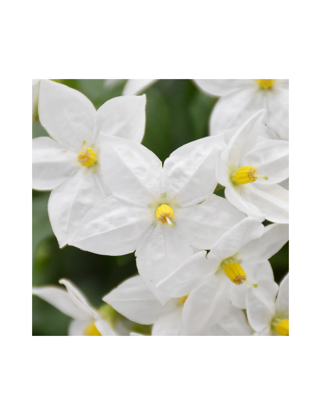 BALCONETTA SOLANUM JASMINOIDES 'Gelsomino Di Notte' 40 Cm 3 BALCONETTA SOLANUM JASMINOIDES 'Gelsomino Di Notte' 40 Cm - immagine 3