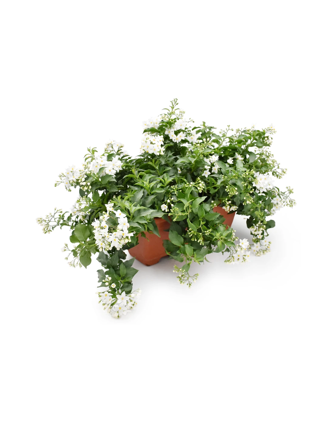 BALCONETTA SOLANUM JASMINOIDES 'Gelsomino Di Notte' 40 Cm 1 BALCONETTA SOLANUM JASMINOIDES 'Gelsomino Di Notte' 40 Cm