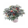SOLANUM PSEUDOCAPSICUM Diametro Vaso 17 Cm