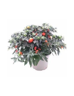 SOLANUM PSEUDOCAPSICUM Diametro Vaso 17 Cm