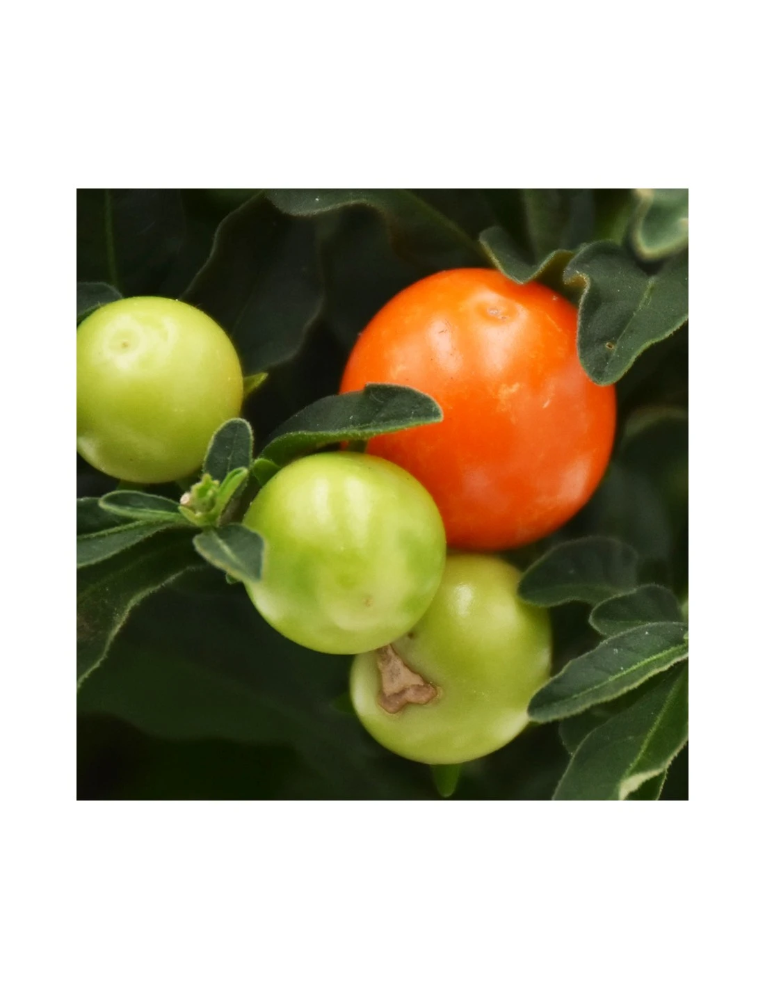 SOLANUM PSEUDOCAPSICUM Diametro Vaso 13 Cm 2 SOLANUM PSEUDOCAPSICUM Diametro Vaso 13 Cm - immagine 2