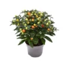 SOLANUM PSEUDOCAPSICUM Diametro Vaso 13 Cm