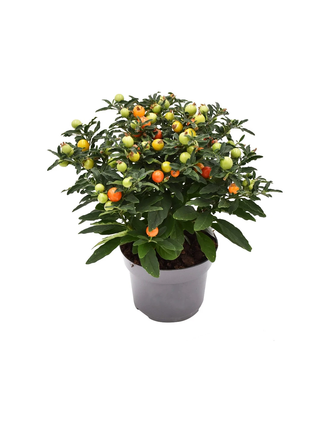 SOLANUM PSEUDOCAPSICUM Diametro Vaso 13 Cm 1 SOLANUM PSEUDOCAPSICUM Diametro Vaso 13 Cm