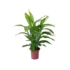 SPATHIPHYLLUM 'SWEET LAURETTA' Diametro Vaso 21 Cm