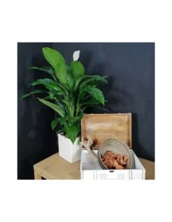 SPATHIPHYLLUM 'SWEET LAURETTA' Dimensione Vaso 19 Cm