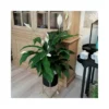 SPATHIPHYLLUM 'SWEET LAURETTA' Dimensione Vaso 24 Cm