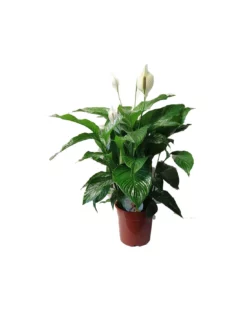 SPATHIPHYLLUM 'SWEET LAURETTA' Dimensione Vaso 24 Cm -Vendite Forniture Da Giardino spathiphyllum sweet lauretta dimensione vaso 24 cm 2