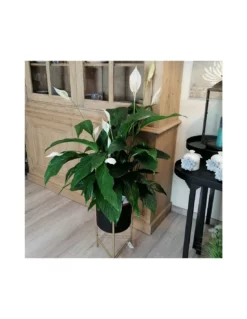 SPATHIPHYLLUM 'SWEET LAURETTA' Dimensione Vaso 24 Cm