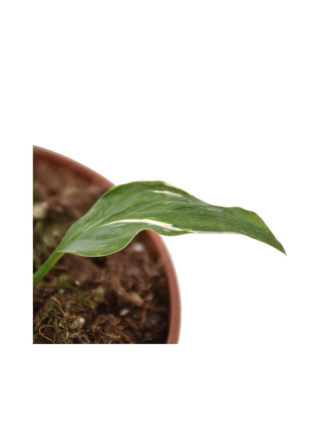 Spatifillo "SPATHIPHYLLUM" VARIEGATO Diametro Vaso 14 Cm 2 Spatifillo "SPATHIPHYLLUM" VARIEGATO Diametro Vaso 14 Cm - immagine 2
