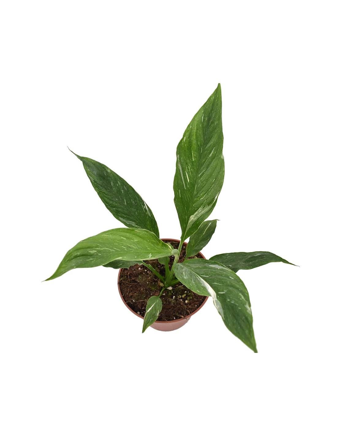 Spatifillo "SPATHIPHYLLUM" VARIEGATO Diametro Vaso 14 Cm 3 Spatifillo "SPATHIPHYLLUM" VARIEGATO Diametro Vaso 14 Cm - immagine 3