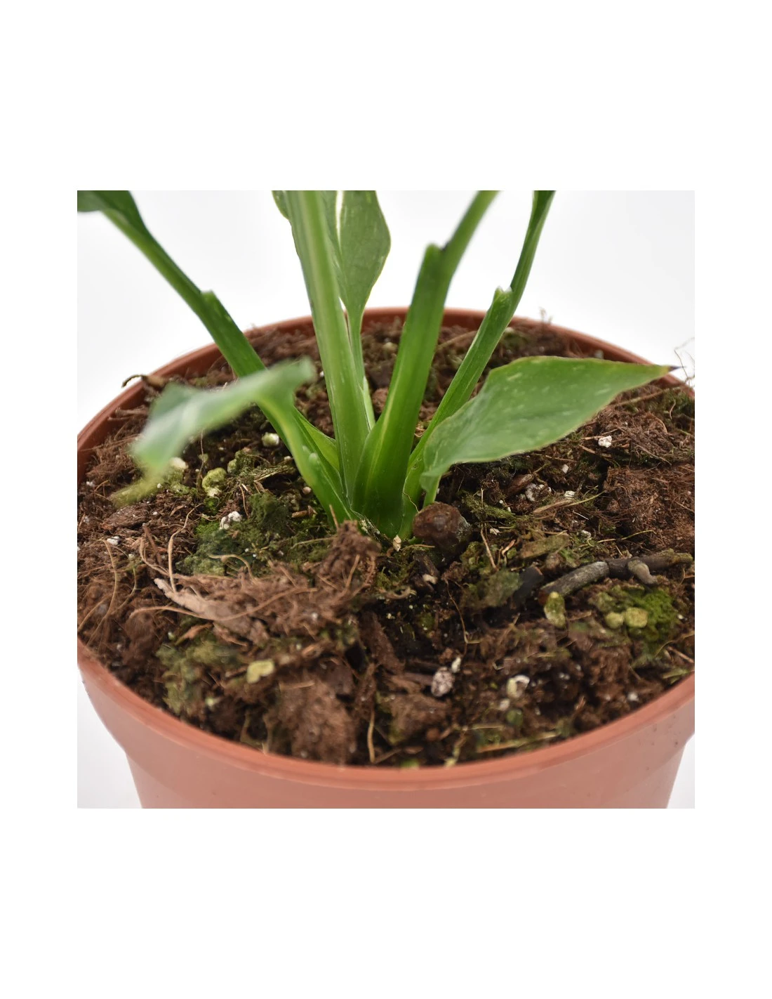 Spatifillo "SPATHIPHYLLUM" VARIEGATO Diametro Vaso 14 Cm 4 Spatifillo "SPATHIPHYLLUM" VARIEGATO Diametro Vaso 14 Cm - immagine 4