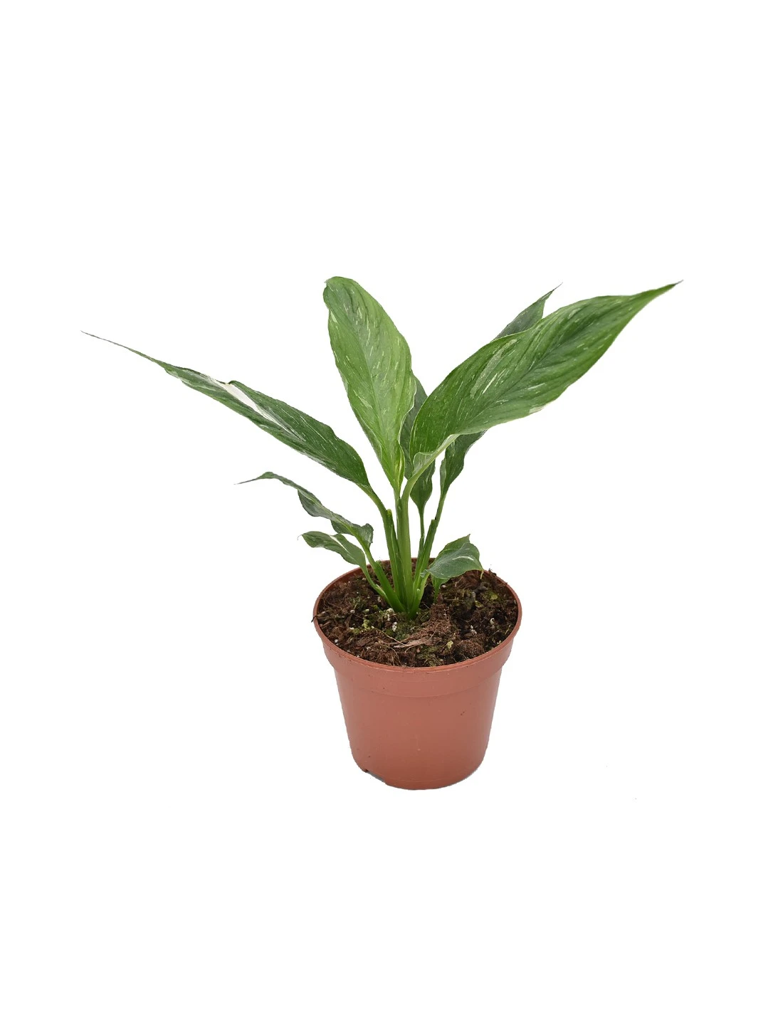 Spatifillo "SPATHIPHYLLUM" VARIEGATO Diametro Vaso 14 Cm 1 Spatifillo "SPATHIPHYLLUM" VARIEGATO Diametro Vaso 14 Cm