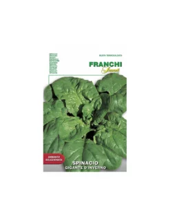 SPINACIO GIGANTE INVIERNO