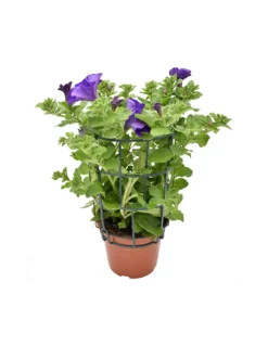 SURFINIA - BLUE Diametro Vaso 14 Cm -Vendite Forniture Da Giardino surfinia v 14 blue 1