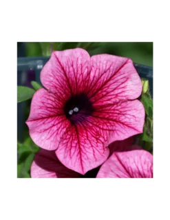 SURFINIA - HOT PINK Diametro Vaso 14 Cm -Vendite Forniture Da Giardino surfinia v 14 hot pink 2