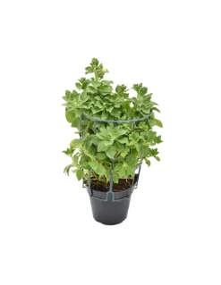 SURFINIA - LEMON Diametro Vaso 14 Cm -Vendite Forniture Da Giardino surfinia v 14 lemon 1