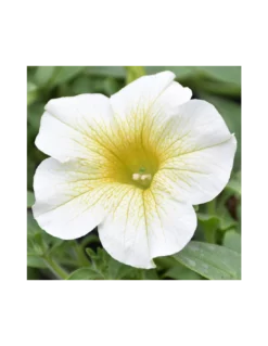 SURFINIA - LEMON Diametro Vaso 14 Cm -Vendite Forniture Da Giardino surfinia v 14 lemon 2