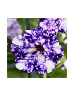 SURFINIA - NIGHT SKY Diametro Vaso 14 Cm -Vendite Forniture Da Giardino surfinia v 14 night sky 2