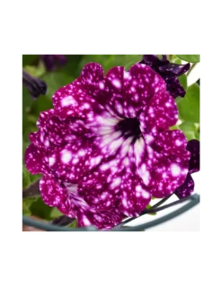 SURFINIA - NIGHT SKY Diametro Vaso 14 Cm