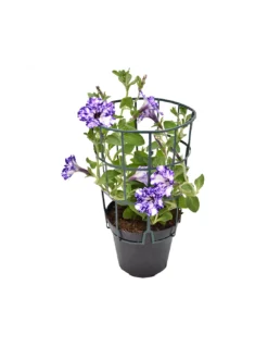 SURFINIA - NIGHT SKY Diametro Vaso 14 Cm -Vendite Forniture Da Giardino surfinia v 14 night sky 3