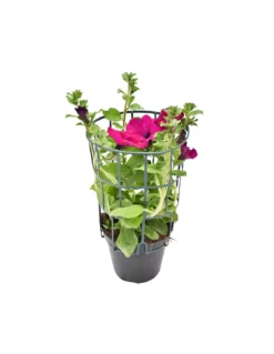 SURFINIA - PURPLE Diametro Vaso 14 Cm 4 SURFINIA - PURPLE Diametro Vaso 14 Cm -Vendite Forniture Da Giardino surfinia v 14 purple 1