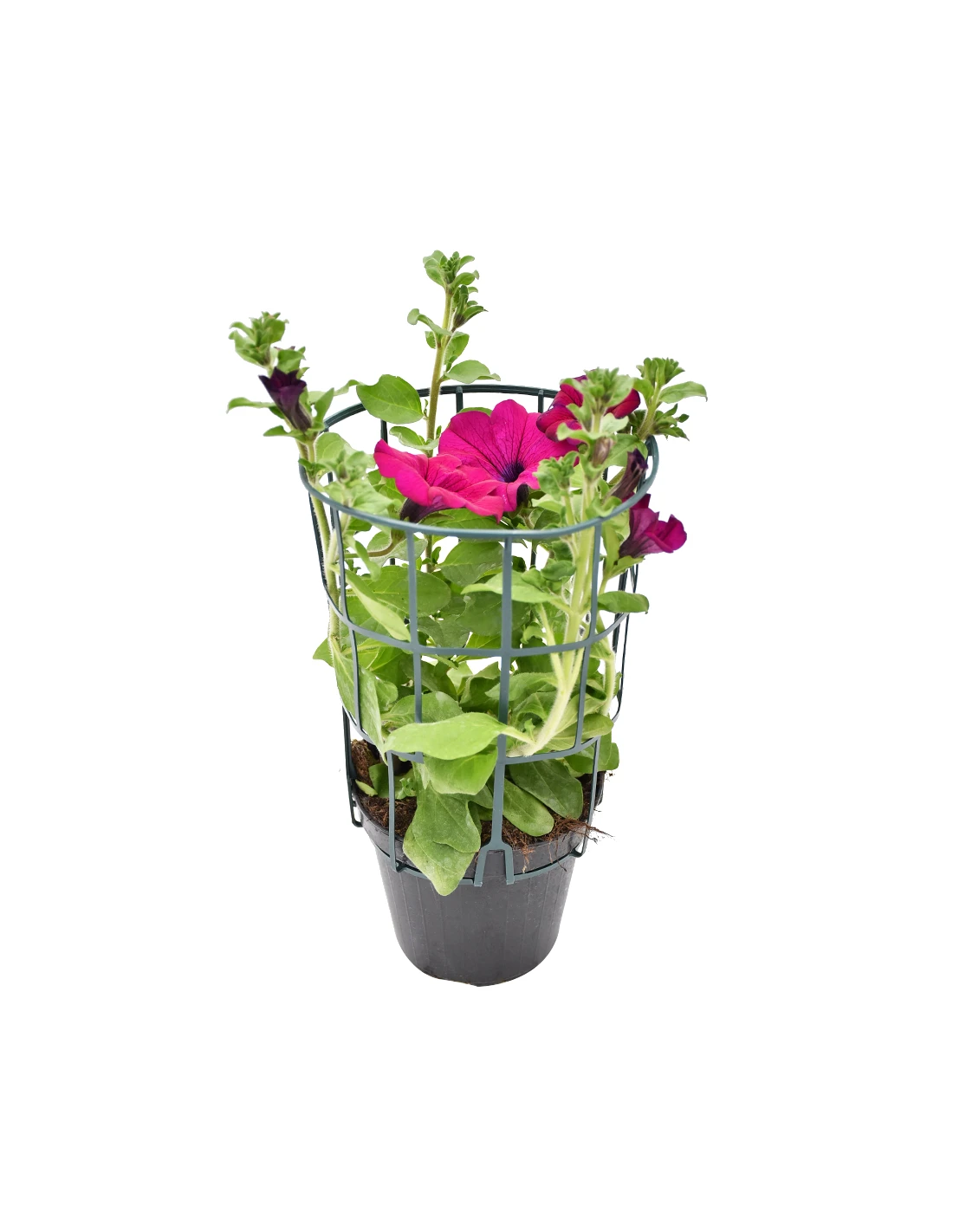 SURFINIA - PURPLE Diametro Vaso 14 Cm 2 SURFINIA - PURPLE Diametro Vaso 14 Cm - immagine 2