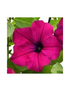 SURFINIA - PURPLE Diametro Vaso 14 Cm 5 SURFINIA - PURPLE Diametro Vaso 14 Cm -Vendite Forniture Da Giardino surfinia v 14 purple 2