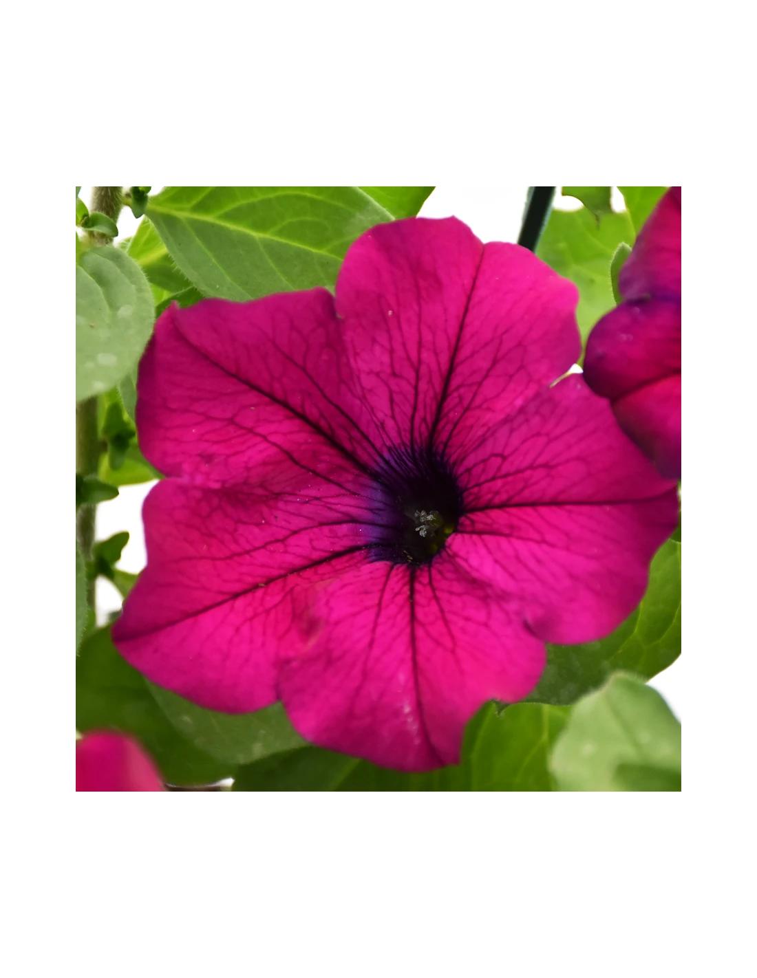 SURFINIA - PURPLE Diametro Vaso 14 Cm 3 SURFINIA - PURPLE Diametro Vaso 14 Cm - immagine 3