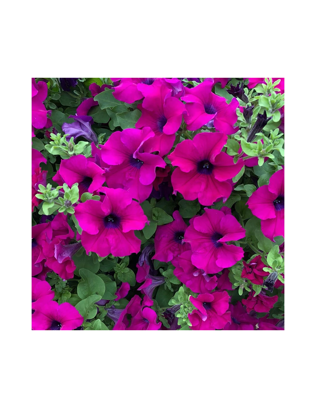 SURFINIA - PURPLE Diametro Vaso 14 Cm 1 SURFINIA - PURPLE Diametro Vaso 14 Cm