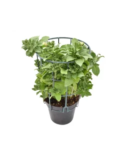 SURFINIA - WHITE Diametro Vaso 14 Cm -Vendite Forniture Da Giardino surfinia v 14 white 1