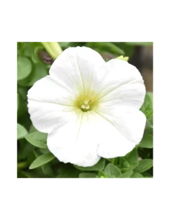 SURFINIA - WHITE Diametro Vaso 14 Cm -Vendite Forniture Da Giardino surfinia v 14 white 2