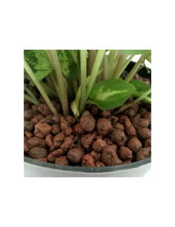 SYNGONIUM 'ARROW' Diametro Vaso 13/12 Cm -Vendite Forniture Da Giardino syngonium arrow diametro vaso 1312 cm 2