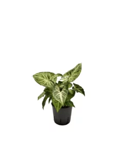 SYNGONIUM 'ARROW' Diametro Vaso 13/12 Cm