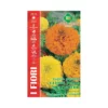 TAGETE GIGANTE A F.PIENO MULTICOLOR MAXI