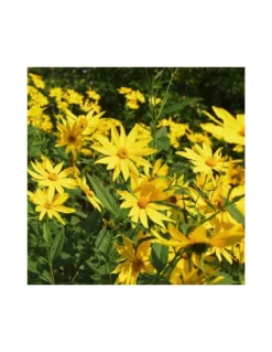 TOPINAMBUR Diametro Vaso 14 Cm