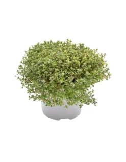 TIMO 'DOONE VALLEY' Diametro Vaso 14 Cm